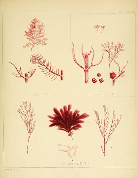 alt=Plate CLXXXIX; Made up of three smaller images of various species of Rhodophyta. Fig I: Cal. Ptilota H.f. & H.; Fig II: Cal. ternifolium H.f. & H.; Fig III: Cal. scoparium H.f. & H.; Fitch del. et lith.; Reeve imp.