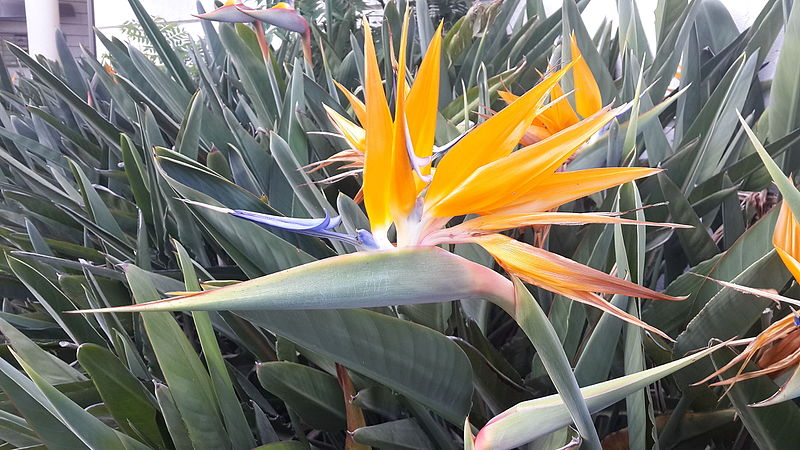 File:Flower of Strelitzia (close-up).jpg