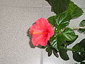 Blühender Hibiskus, (nl. Chinese roos,  lt. Hibiscus rosa-sinensis)