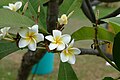 * Nomination Flowers on a plumeria bush in a hotel garden in Tamil Nadu --Kritzolina 15:18, 3 June 2023 (UTC) * Promotion  Weak support The central flower is partly out of focus, but very slightly, OK to me. --LexKurochkin 07:36, 8 June 2023 (UTC)