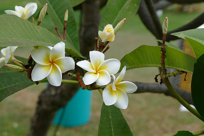 File:Flowers in a hotel garden in Tamil Nadu 01.jpg