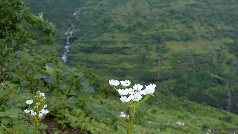 File:Flowers of maharashtra 2.jpg
