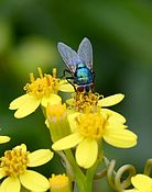 Female Chrysomya albiceps (Calliphoridae)