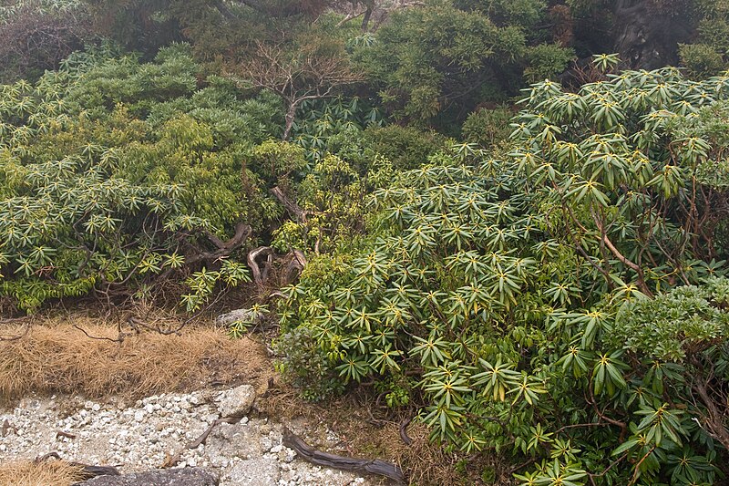 File:Forest in Yakushima 67.jpg