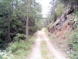 Forest road in Valpelline, Italy