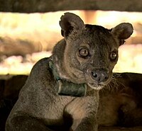 Fossa with controller devise