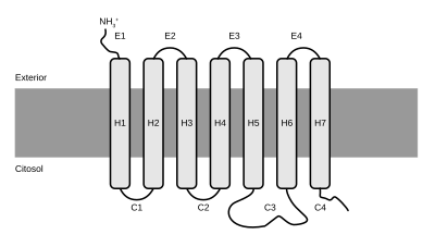 Estructura de un receptor acoplado a una proteína G