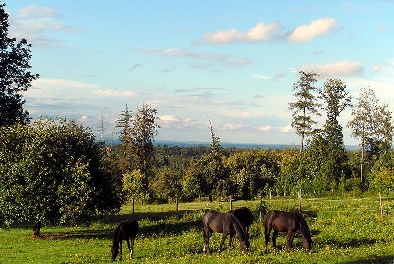 File:Gaggenau - Mitteltal - panoramio.jpg