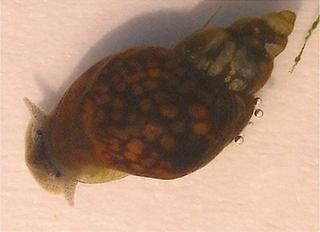 <i>Galba schirazensis</i> species of mollusc