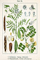 Pixeltoo vol. 9 - plate 20 in: Jacob Sturm: Deutschlands Flora in Abbildungen (1796) (fig. 2)