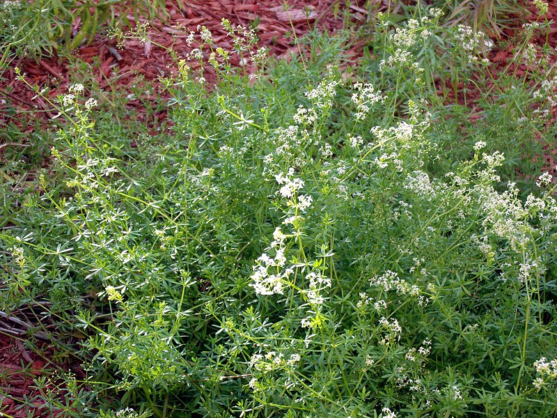 File:Galium asprellum clump.jpg