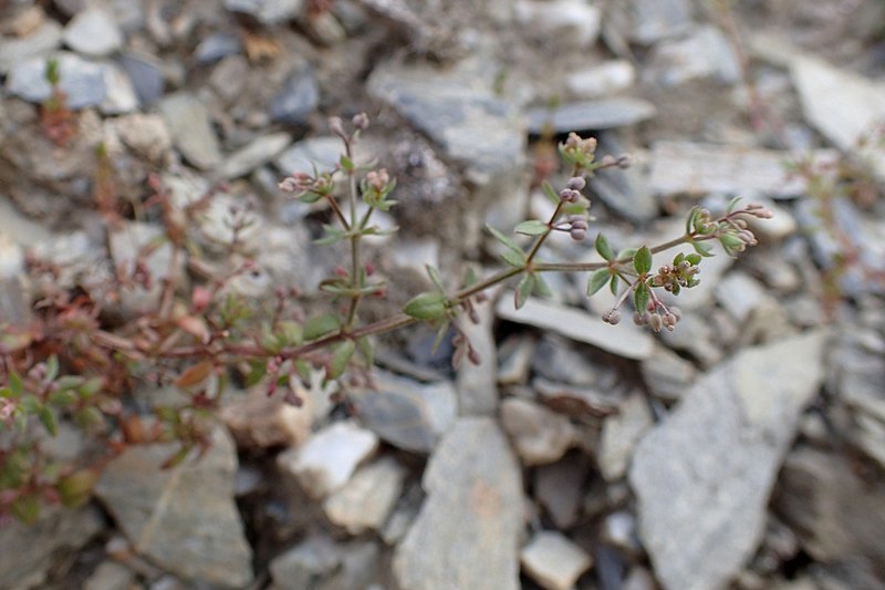 File:Galium divaricatum kz2.jpg