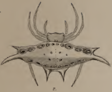 Gasteracantha westringi Koch 1871.png