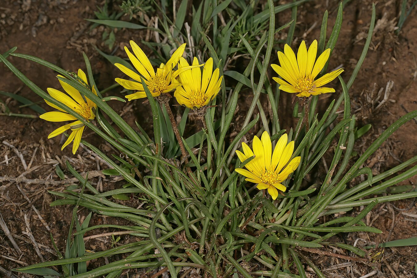 Gazania krebsiana