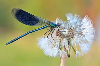 Vážka motýlice lesklá (Calopteryx splendens) s chmýřím pampelišky