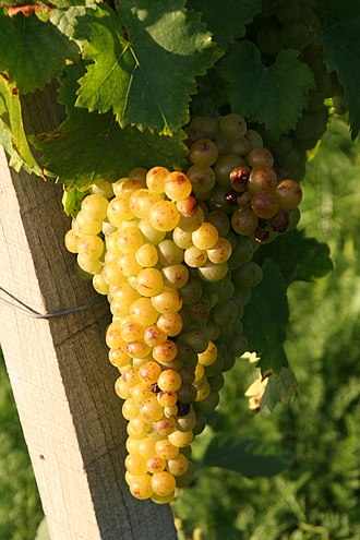 Moscato Bianco is known throughout the world under a variety of synonyms including Muscat Blanc a Petits Grains. Gelber Muskateller Weinsberg 20060908.jpg