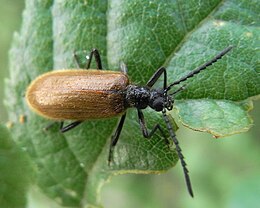 Paprastasis gauravabalis (Lagria hirta)