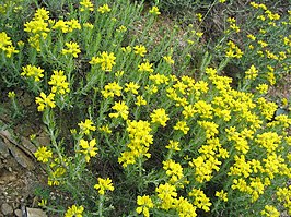 Genista hispanica