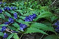 Gentiana asclepiadea from Maramureş mountains.