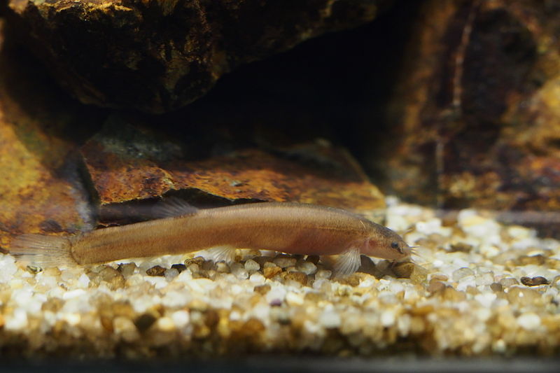 File:Genus Lefua, a member of River Loaches (Family Balitoridae) (15877473767).jpg