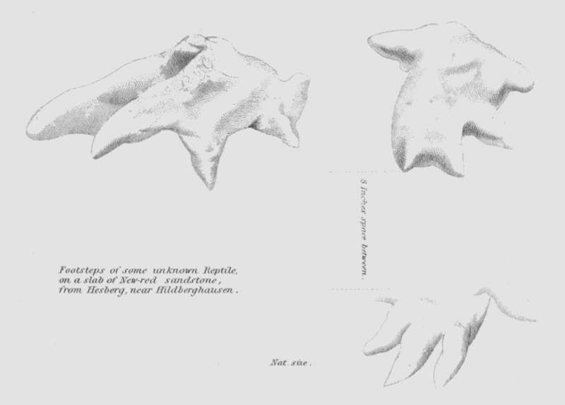 File:Geology and Mineralogy considered with reference to Natural Theology, plate 26‴.png