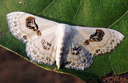 Geometer Moth Problepsis vulgaris.jpg