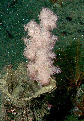 <i>Gersemia juliepackardae</i> Species of cnidarian