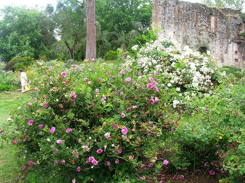 File:Giardino di Ninfa 52.jpg