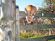 photo d'un chat roux en équilibre sur une barrière