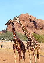 Skeudennig evit Giraffidae