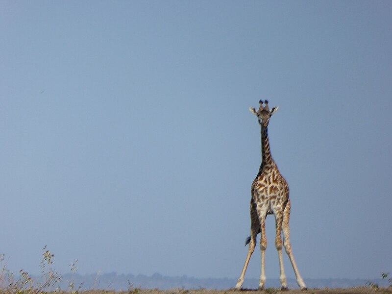 File:Giraffe (37392548121).jpg