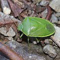 2018年11月12日 (月) 09:43時点における版のサムネイル