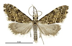 Glaucocharis elaina male.jpg