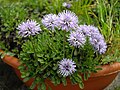 Globularia meridionalis