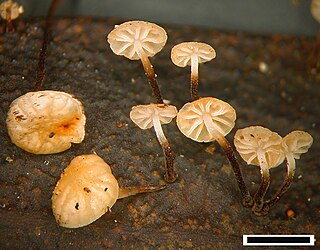 <i>Gloiocephala</i> Genus of fungi