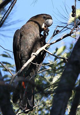 Brown-headed Cockatoo, male, working on an allocasuarina cone.