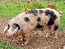 A boar of the local Gloucestershire Old Spot breed. Gloucester Old Spot Boar, England.jpg