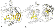 Most glycosyltransferase enzymes form one of two folds: GT-A or GT-B Glycosyltransferase Folds.png