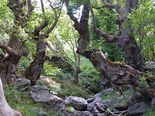 The Giants' Gorge of the Patrì creek in Fondachelli-Fantina