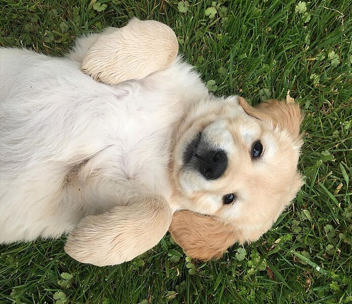 File:Golden Retriever lying on the grass.jpg