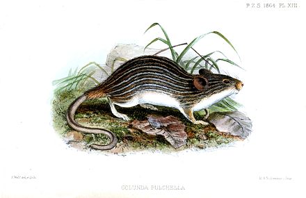 zoological name of mouse