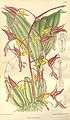 Gongora fulva (as syn. Gongora tricolor) plate 7530 in: Curtis's Bot. Magazine (Orchidaceae), vol. 123, (1897)