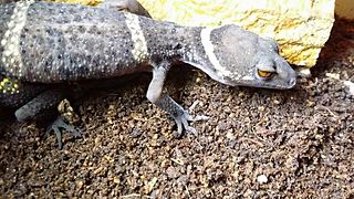 Lichtenfelders gecko Species of lizard