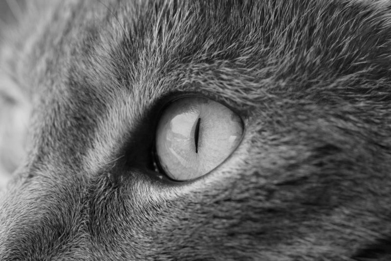 File:Grayscale Cat.jpg