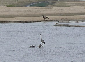 Great Blue Heron and immature Bald Eagle on the Platte River.jpg