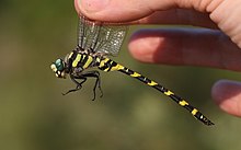 Goldenring grego importado da foto iNaturalist 87336415 em 11 de outubro de 2021.jpg