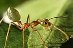 Миниатюра для Список видов муравьёв Индии