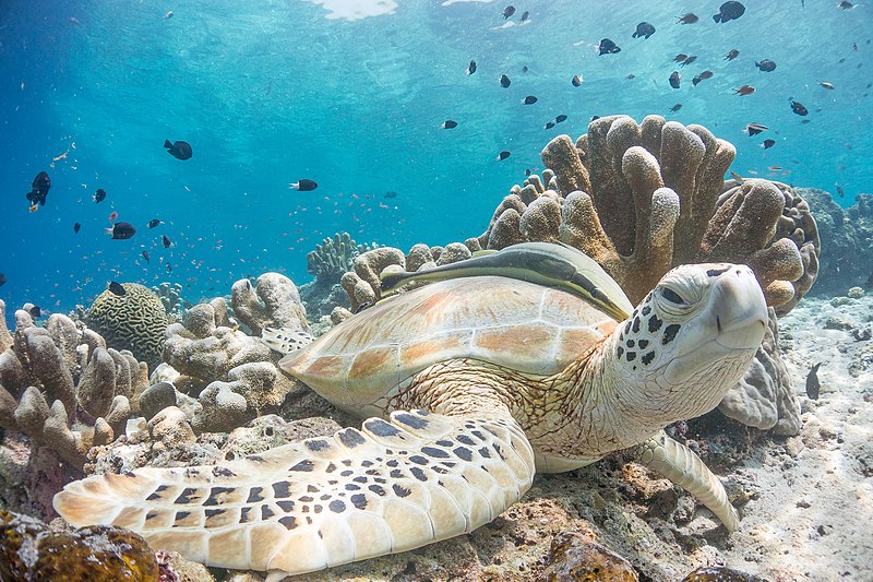 File:Green Turtle.jpg