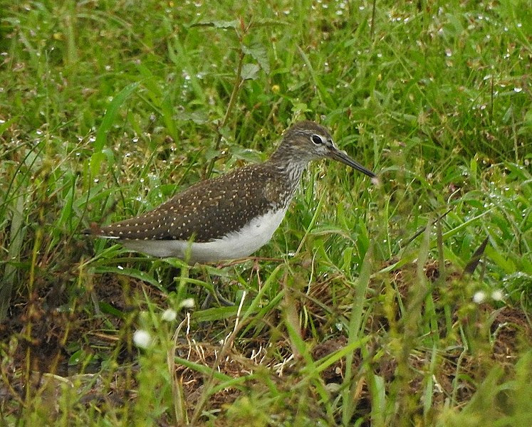 File:Green sandpiper 9.jpg