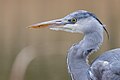 * Nomination Portrait of a grey heron (Ardea cinerea) in Parc Georges-Valbon, France. --Alexis Lours 10:27, 8 January 2024 (UTC) * Promotion  Support Good quality. --Charlesjsharp 10:35, 8 January 2024 (UTC)